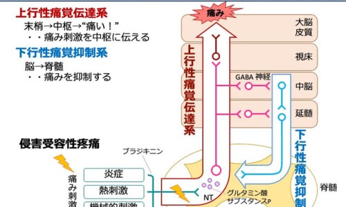 孕妇对着电脑工作对胎儿好吗-孕妇天天对着电脑手机网 - 孕妇天天肚子疼是怎么回事,孕妇整天对着电脑对胎儿有啥影响